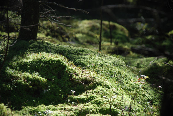 Handmade silver ring with green peridot stone. Nature inspired jewellery
